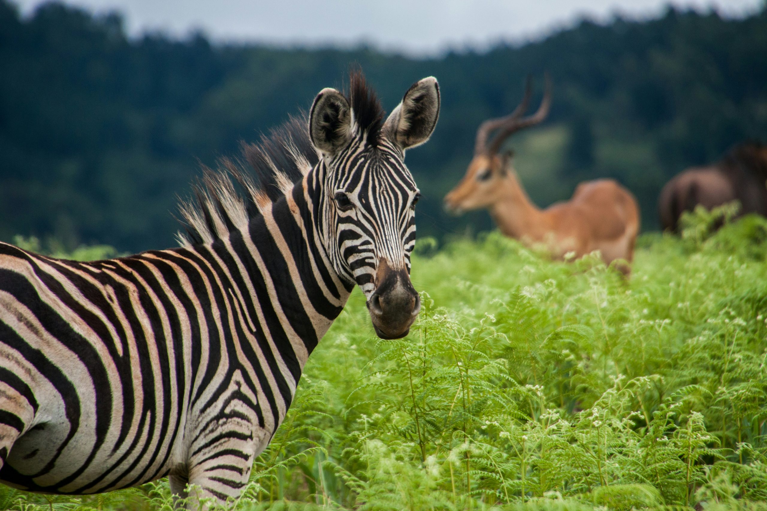 Driving Eswatini’s bioenergy policy to advance climate and development
