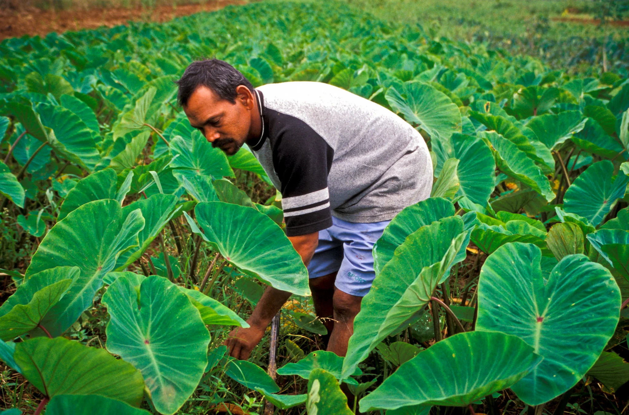 Fiji partners with ICAT to build MRV capacity for agriculture sector