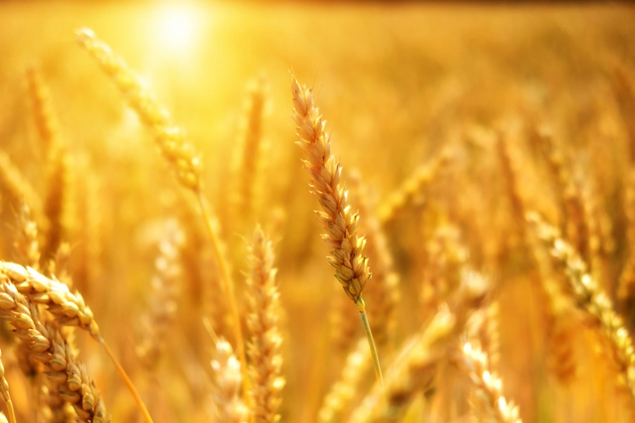 Webinaire sur la méthodologie agriculture pour l’évaluation des impact